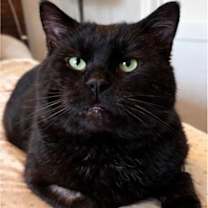 Thumbnail photo of Hoshi #2