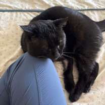 Thumbnail photo of Hoshi #3