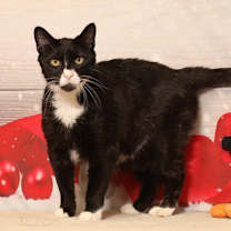 Thumbnail photo of Geneva #2