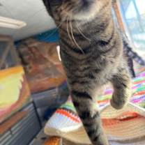 Thumbnail photo of Stryker #3