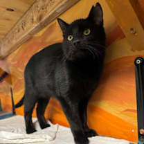 Thumbnail photo of Simon #2