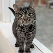 Thumbnail photo of Drake #4