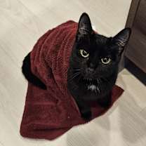 Thumbnail photo of Xeno #2