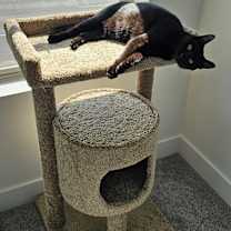 Thumbnail photo of Xeno #3