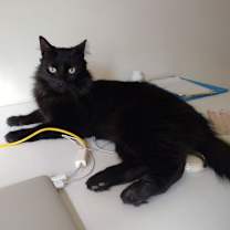 Thumbnail photo of Lord Flufferton - Very affectionate Courtesy Post #1