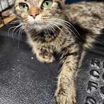 Thumbnail photo of Irene #2