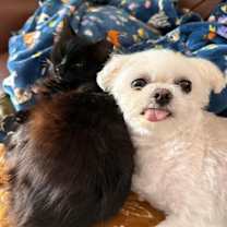 Thumbnail photo of Juniper the Cat #2