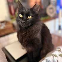 Thumbnail photo of Juniper the Cat #4