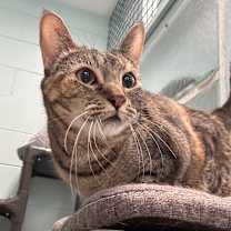 Thumbnail photo of Butterscotch #1