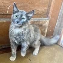 Thumbnail photo of Marcy Napa #3