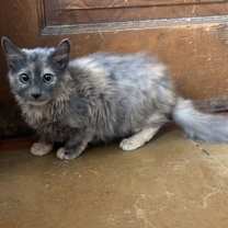 Thumbnail photo of Marcy Napa #4