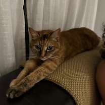 Thumbnail photo of Ginger- CP #1