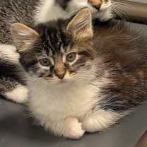 Thumbnail photo of Sugar #1