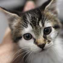 Thumbnail photo of Pepper #1