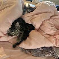 Thumbnail photo of Cinnamon #3