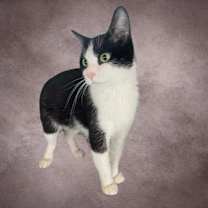 Thumbnail photo of Nilly #1