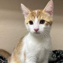 Thumbnail photo of Moses #2