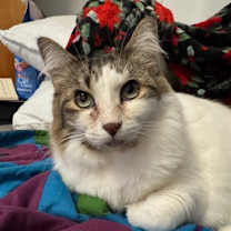 Thumbnail photo of Willow *In Foster* #1