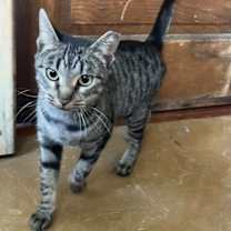 Thumbnail photo of Evie Napa #2