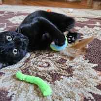 Thumbnail photo of Binx #2