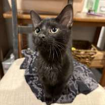 Thumbnail photo of Binx #3