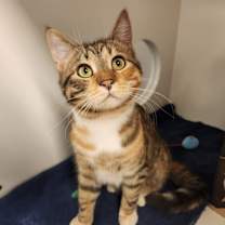 Thumbnail photo of Ginger #1