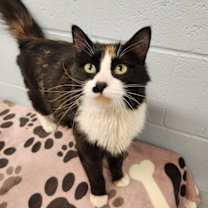 Thumbnail photo of Tinkerbell #1