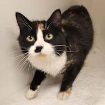 Thumbnail photo of Tinkerbell #3