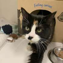 Thumbnail photo of Tinkerbell #4