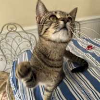 Thumbnail photo of Holly (& see Haley) #2