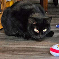 Thumbnail photo of BAGHEERA - Young Adult Female #3