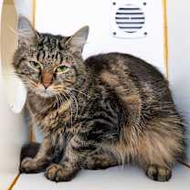 Thumbnail photo of Tabitha #1