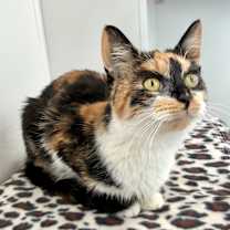 Thumbnail photo of Lola (c2025) #1