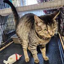 Thumbnail photo of Booberry #3