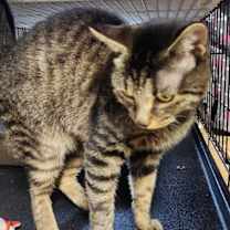 Thumbnail photo of Booberry #4