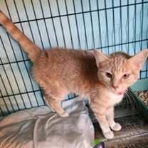 Thumbnail photo of Butterball #1