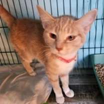 Thumbnail photo of Butterball #2