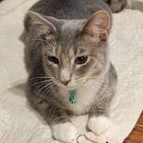 Thumbnail photo of Joyous #1