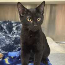 Thumbnail photo of Hank #1