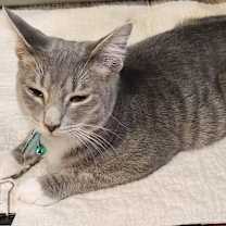 Thumbnail photo of Joyous #3