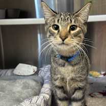 Thumbnail photo of Heckle #2