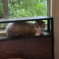 Thumbnail photo of Angel #1