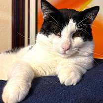 Thumbnail photo of PATCHES #3