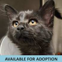 Thumbnail photo of Cupid #1