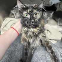 Thumbnail photo of Noor #2