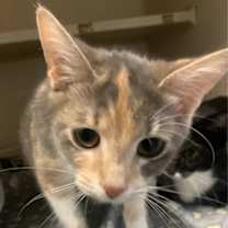 Thumbnail photo of Opal #1