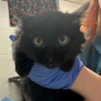 Thumbnail photo of Noel #1