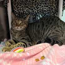 Thumbnail photo of Penne #3