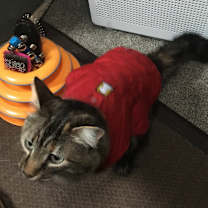 Thumbnail photo of Greta #2