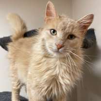 Thumbnail photo of Turk #1